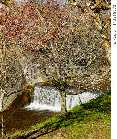 小原四季桜 紅葉 桜 愛知県 小原四季桜 紅葉 桜 愛知県 143588072