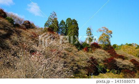 小原四季桜 紅葉 桜 愛知県 小原四季桜 紅葉 桜 愛知県 143588075