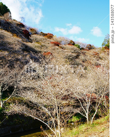 小原四季桜　紅葉　桜　愛知県 143588077