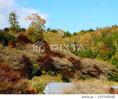 小原四季桜　紅葉　桜　愛知県 143588086