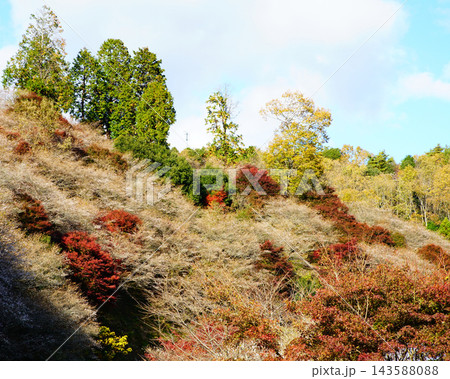 小原四季桜　紅葉　桜　愛知県 143588088