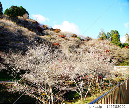 小原四季桜 紅葉 桜 愛知県 小原四季桜 紅葉 桜 愛知県 143588092