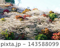 小原四季桜　紅葉　桜　愛知県 143588099