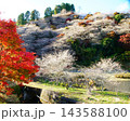 小原四季桜　紅葉　桜　愛知県 143588100