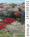 小原四季桜　紅葉　桜　愛知県 143588101