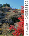 小原四季桜　紅葉　桜　愛知県 143588102