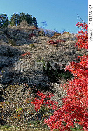 小原四季桜 紅葉 桜 愛知県 小原四季桜 紅葉 桜 愛知県 143588102