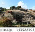 小原四季桜　紅葉　桜　愛知県 143588103