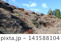 小原四季桜　紅葉　桜　愛知県 143588104