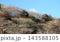 小原四季桜　紅葉　桜　愛知県 143588105