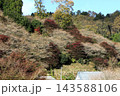 小原四季桜　紅葉　桜　愛知県 143588106