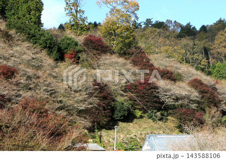 小原四季桜 紅葉 桜 愛知県 小原四季桜 紅葉 桜 愛知県 143588106