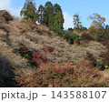小原四季桜　紅葉　桜　愛知県 143588107