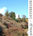 小原四季桜　紅葉　桜　愛知県 143588108