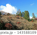 小原四季桜　紅葉　桜　愛知県 143588109