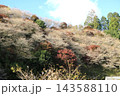 小原四季桜　紅葉　桜　愛知県 143588110