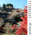 小原四季桜　紅葉　桜　愛知県 143588111