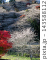 小原四季桜　紅葉　桜　愛知県 143588112