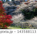 小原四季桜　紅葉　桜　愛知県 143588113