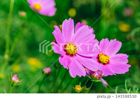 秋の花コスモスのピンク色のコスモスが咲いています 秋の花コスモスのピンク色のコスモスが咲いています 143588530