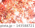 一面に広がる紅葉 143588721