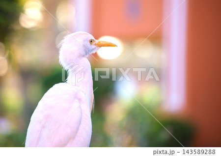 White cattle egret wild bird, also known as Bubulcus ibis walking on green lawn in summer White cattle egret wild bird, also known as Bubulcus ibis walking on green lawn in summer 143589288