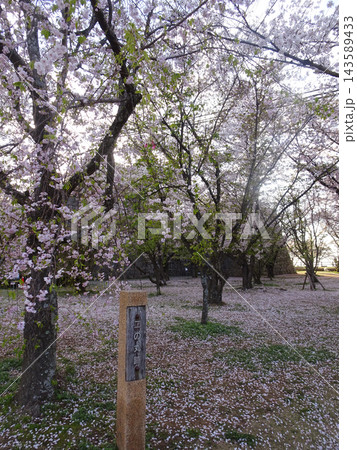 丸亀城二の丸跡と桜の絨毯（花散敷） 春の史跡公園風景（香川県丸亀市） 143589433