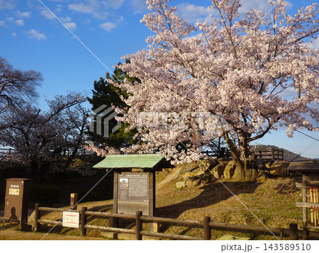 丸亀城本丸の案内看板と満開の桜 香川県丸亀市の春の史跡 丸亀城本丸の案内看板と満開の桜 香川県丸亀市の春の史跡 143589510