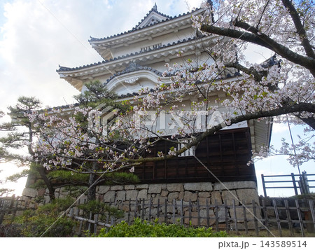 桜の枝越しに見上げる丸亀城天守閣 春の城郭風景(香川県丸亀市) 桜の枝越しに見上げる丸亀城天守閣 春の城郭風景(香川県丸亀市) 143589514