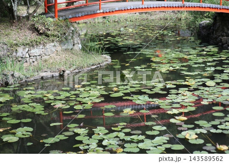 睡蓮の葉が浮かぶ池と水面に映る朱色の橋 睡蓮の葉が浮かぶ池と水面に映る朱色の橋 143589562