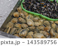 鮮魚店の水槽で販売される新鮮なアサリなどの貝類 143589756
