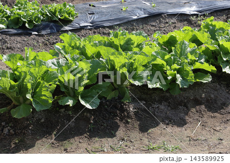 農家の家庭菜園　秋 143589925