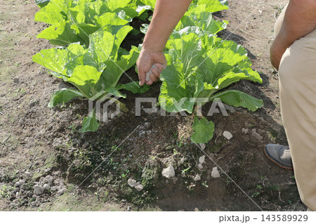 農家の家庭菜園 秋 農家の家庭菜園 秋 143589929