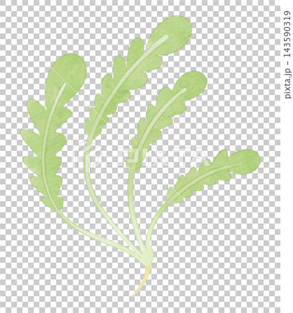 An illustration of shepherd's purse, one of the seven spring herbs, in a watercolor style. An illustration of shepherd's purse, one of the seven spring herbs, in a watercolor style. 143590319