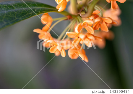 キンモクセイのオレンジ色の花 キンモクセイのオレンジ色の花 143590454
