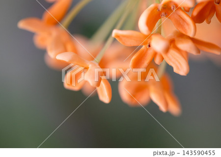 キンモクセイの花のマクロ撮影 143590455