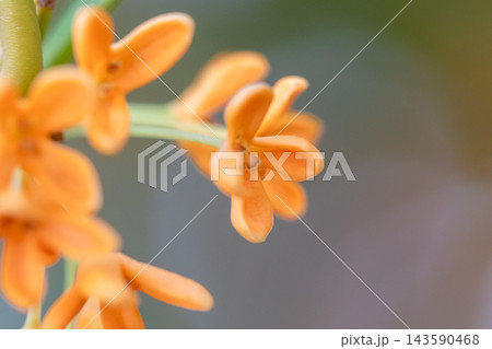 キンモクセイの花のマクロ撮影 キンモクセイの花のマクロ撮影 143590468