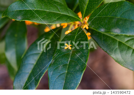 緑色の葉の上に落ちたキンモクセイの花 緑色の葉の上に落ちたキンモクセイの花 143590472
