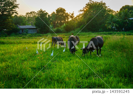 Water buffalo grazing with cattle egrets, Anuradhapura, Sri Lanka Water buffalo grazing with cattle egrets, Anuradhapura, Sri Lanka 143591245