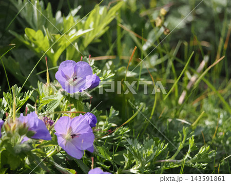 チシマフウロの花のクローズアップ 143591861