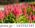 秋の花壇に咲くケイトウの赤い花 143592345