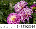 ダリアの花 143592346