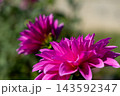 赤いダリアの花 143592347