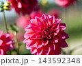 赤いダリア 143592348