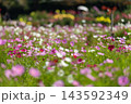 カラフルなコスモス畑 143592349