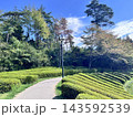 青空バックに映える茶畑の秋の風景 143592539