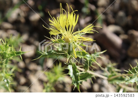 Carthamus lanatus or Scolymus hispanicus 143592583