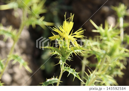 Carthamus lanatus or Scolymus hispanicus 143592584