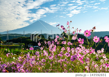富士山とコスモス 143592831