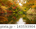 秋の雲場池　水面に映る紅葉 143593904